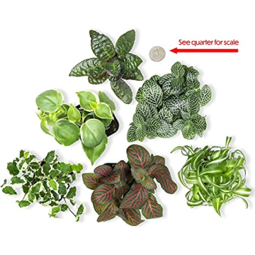 Easy to Grow Houseplants 12 Pack for Home and Gifts