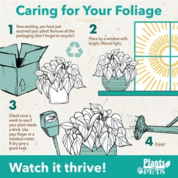 Easy to Grow Houseplants 12 Pack for Home and Gifts