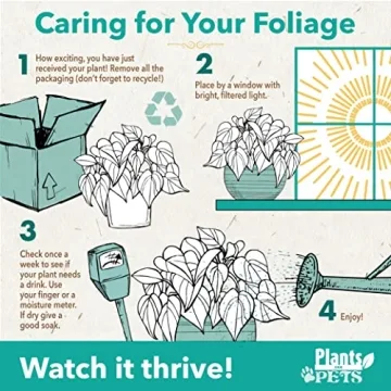 Easy to Grow Houseplants 12 Pack for Home and Gifts