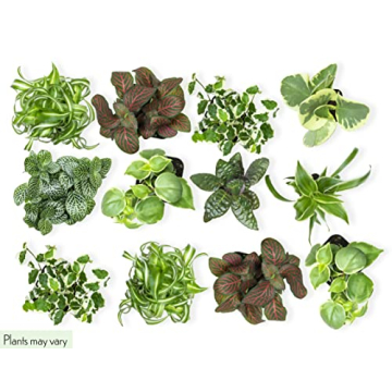 Easy to Grow Houseplants 12 Pack for Home and Gifts