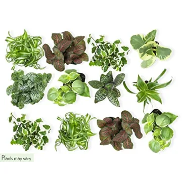 Easy to Grow Houseplants 12 Pack for Home and Gifts