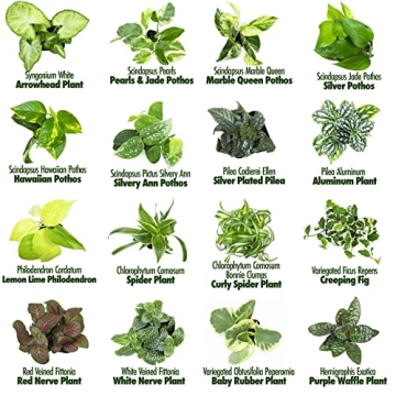 Easy to Grow Houseplants 12 Pack for Home and Gifts