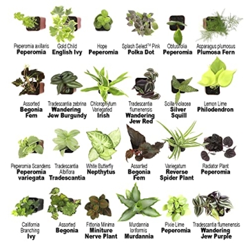 Easy to Grow Houseplants 12 Pack for Home and Gifts