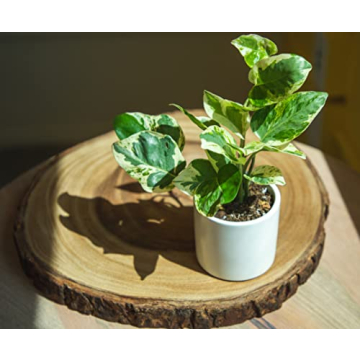 Easy to Grow Houseplants 12 Pack for Home and Gifts