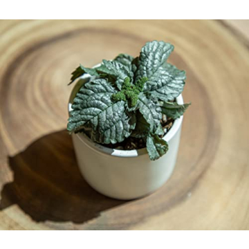 Easy to Grow Houseplants 12 Pack for Home and Gifts