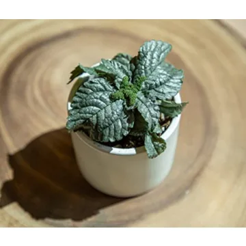 Easy to Grow Houseplants 12 Pack for Home and Gifts