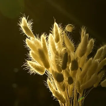 JOHOUSE 120PCS White Bunny Tails Dried Flowers Decor