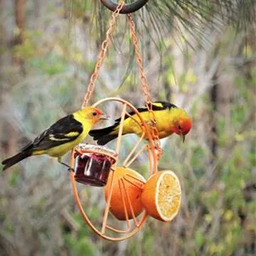 Durable Heath Clementine Oriole Feeder for Bird Lovers