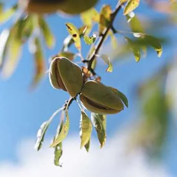 L'OCCITANE Cleansing Almond Shower Oil: Transform Your Shower