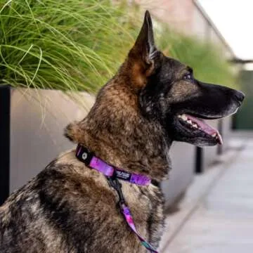 Wolfgang Adjustable Dog Collar - Heavy Duty & Stylish