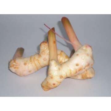 Thai Fresh galangal - 14 oz