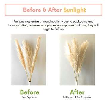 Large Pampas Grass Decor Tall, 3 Pc Set, 43in/110cm, Beige Natural Dried Plants; Fluffy Pampas Grass for Home Decor, Pampas, Pompous Grass, Pompass Grass, Pampass Grass, Pampa Grass