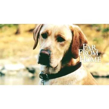 Far From Home: The Adventures of Yellow Dog - A Heartwarming Tale of Friendship and Adventure