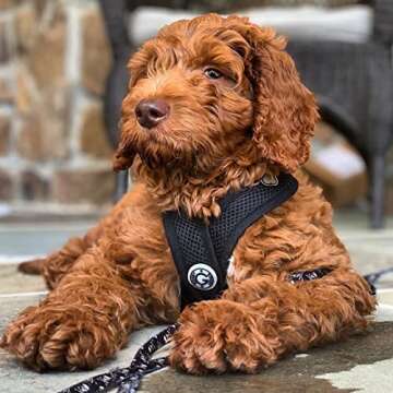 Gooby Comfort X Head In Harness - Black, Large - No Pull Small Dog Harness, Patented Choke-Free X Fr...