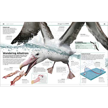 Knowledge Encyclopedia Ocean! Perfect Early Learning Resource