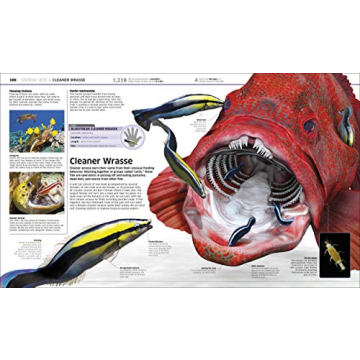 Knowledge Encyclopedia Ocean! Perfect Early Learning Resource