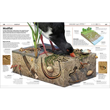 Knowledge Encyclopedia Ocean! Perfect Early Learning Resource