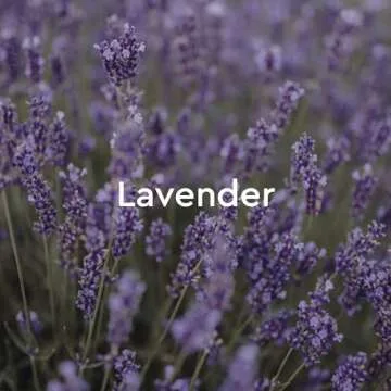 Kneipp Lavender Aromatherapy Bubble Bath for Relaxation