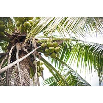 Taste Nirvana Coconut Water 16.2 oz Cans - Natural Refreshment