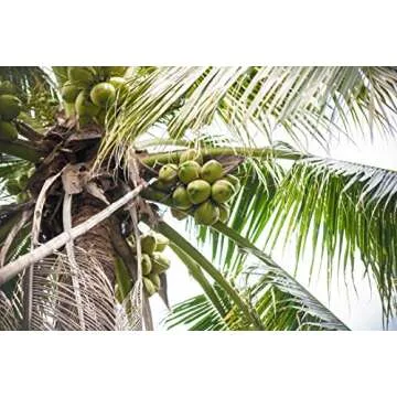 Taste Nirvana Coconut Water 16.2 oz Cans - Natural Refreshment