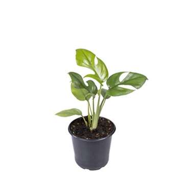 Seville Farms 4 Pack House Plant, 4 inch, Green