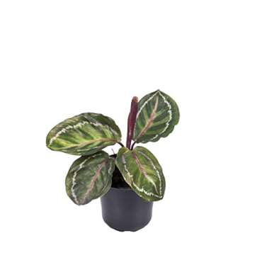 Seville Farms 4 Pack House Plant, 4 inch, Green