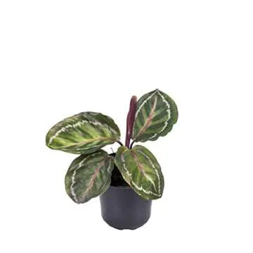 Seville Farms 4 Pack House Plant, 4 inch, Green