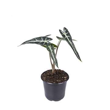 Seville Farms 4 Pack House Plant, 4 inch, Green