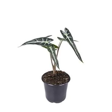 Seville Farms 4 Pack House Plant, 4 inch, Green