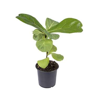 Seville Farms 4 Pack House Plant, 4 inch, Green