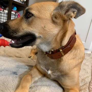 PESHOUCO Genuine Leather Dog Collar with D-Handle