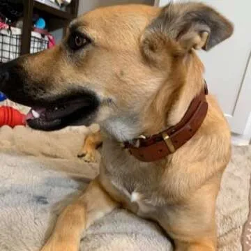 PESHOUCO Genuine Leather Dog Collar with D-Handle