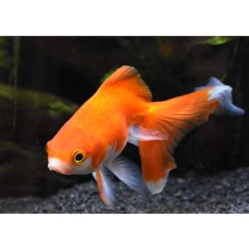 Seachem Replenish 500ml (16.9oz)