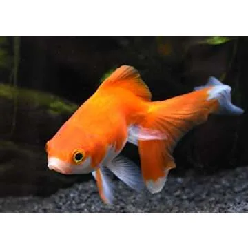 Seachem Replenish 500ml (16.9oz)