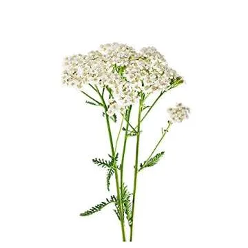 Biokoma Organic Yarrow Dried Herb - Herbal Tea 50g