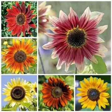 Seed Needs, 1 Ounce 1,000+ Sunflower Seeds for Planting The Original Crazy Blend (15+ Heirloom Varieties) Open Pollinated & Untreated Multicolored Sunflower Flower Seeds - Bulk