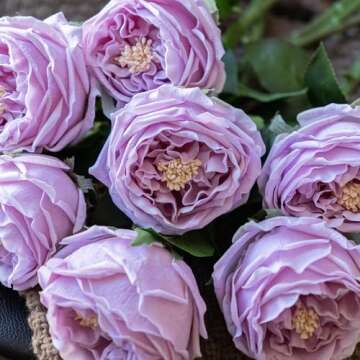 DUYONE Fake Flowers for Decoration Home Decor Real Touch Artificial Flowers Austin Rose Peony Latex Fake Flower Living Room Decoration Vivid Pink Roses Peonies (Light Purple 4pcs)