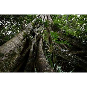 Nikon NIKKOR Z 14-30mm f/4 S | Premium constant aperture wide-angle zoom lens for Z series mirrorles...