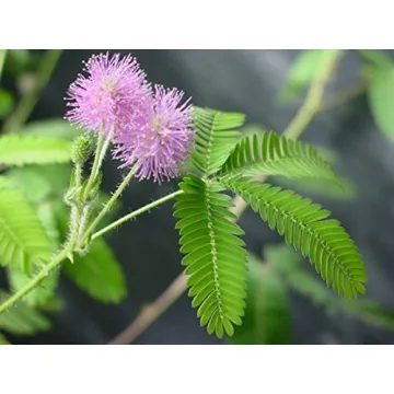 Fun TickleMe Plant Seed Pack – Perfect Gift for All Ages!