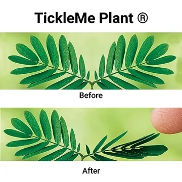 Fun TickleMe Plant Seed Pack – Perfect Gift for All Ages!
