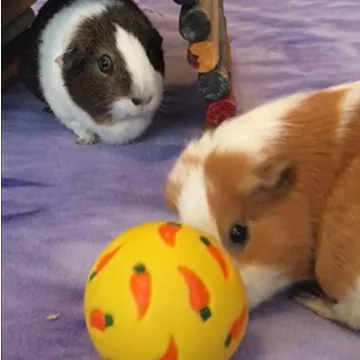 Wheeky Treat Ball Toy for Small Pets - Interactive Fun