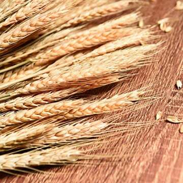 June Fox Dried Wheat Stalks, 100 Stems Wheat Sheaves for Decorating Wedding Table Home Kitchen (15.7 Inches)