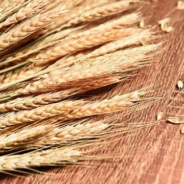 June Fox Dried Wheat Stalks, 100 Stems Wheat Sheaves for Decorating Wedding Table Home Kitchen (15.7 Inches)