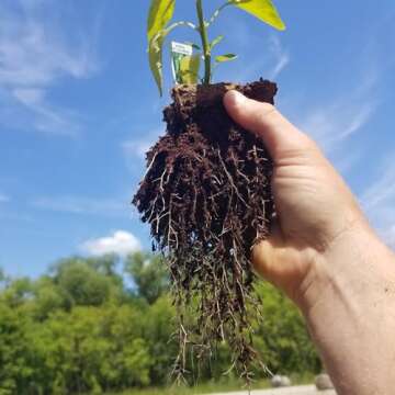 Daniel's Plants 3" Naked Pots | Natural Plantable Seed Starter Pots | OMRI-Listed Biodegradable Pots...