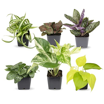 Easy to Grow Houseplants (Pack of 6), Live House Plants in Containers, Growers Choice Plant Set in P...