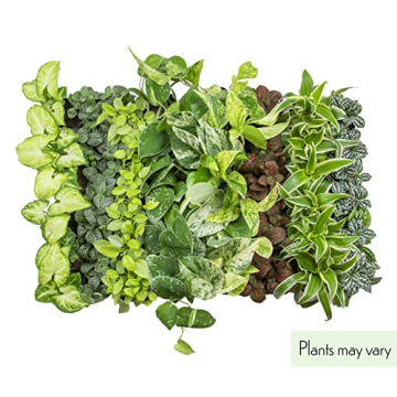 Easy to Grow Houseplants Pack of 6 for Your Home