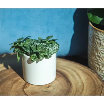 Easy to Grow Houseplants Pack of 6 for Your Home