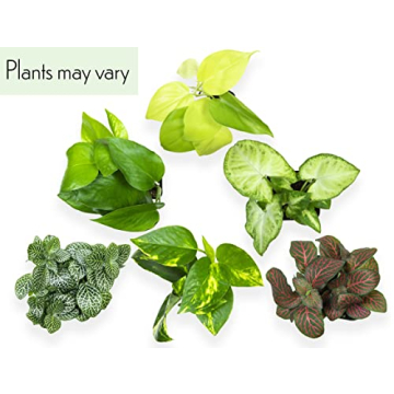Easy to Grow Houseplants Pack of 6 for Your Home
