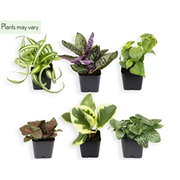 Easy to Grow Houseplants Pack of 6 for Your Home