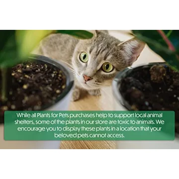 Easy to Grow Houseplants Pack of 6 for Your Home